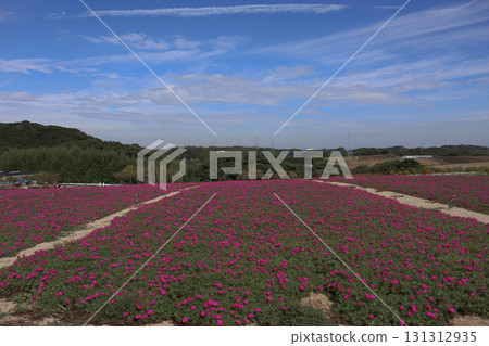 花卉廣場,松葉牡丹花盛開的山丘風景 花卉廣場,松葉牡丹花盛開的山丘風景 131312935