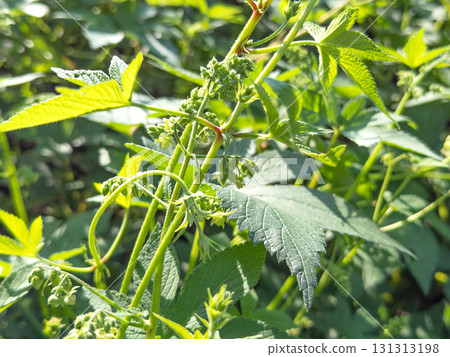 Canarum 花（引起秋季花粉熱的植物） 131313198