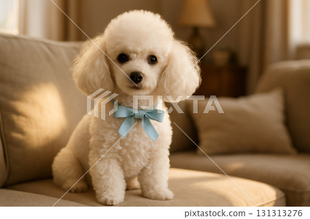 一隻繫著藍色緞帶的白色貴賓犬坐在沙發上 一隻繫著藍色緞帶的白色貴賓犬坐在沙發上 131313276
