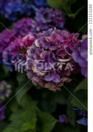 Faded hydrangea 131313280