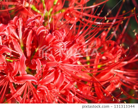 紅蜘蛛百合 131313344