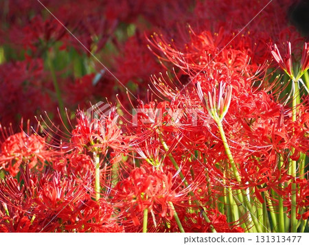 red spider lily red spider lily 131313477