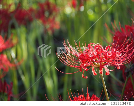 red spider lily red spider lily 131313478