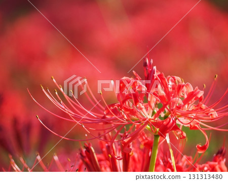red spider lily 131313480
