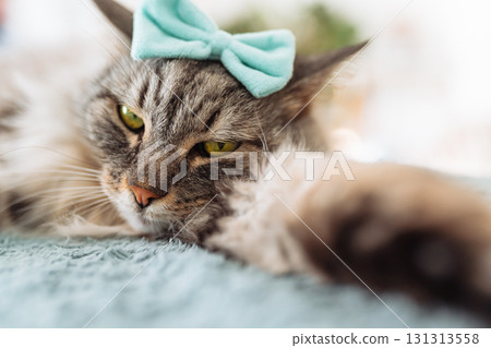 portrait fluffy gray cat portrait fluffy gray cat 131313558