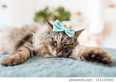 portrait fluffy gray cat portrait fluffy gray cat 131313560