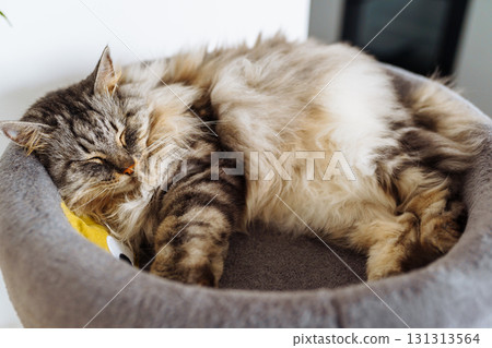 domestic cat sleeping on cat tree scratching post 131313564