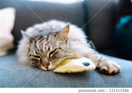 Portrait fluffy gray cat lying on sofa with favorite toy fish Portrait fluffy gray cat lying on sofa with favorite toy fish 131313566