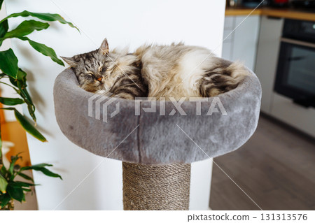 domestic cat sleeping on cat tree scratching post 131313576