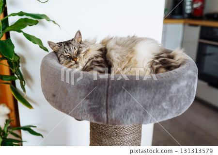 domestic cat sleeping on cat tree scratching post domestic cat sleeping on cat tree scratching post 131313579