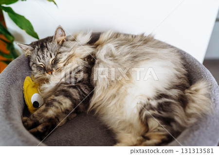 domestic cat sleeping on cat tree scratching post domestic cat sleeping on cat tree scratching post 131313581