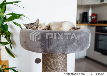 domestic cat sleeping on cat tree scratching post domestic cat sleeping on cat tree scratching post 131313584