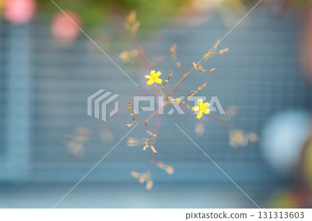 small yellow flowers on blurred gray background 131313603