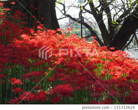 red spider lily 131313629