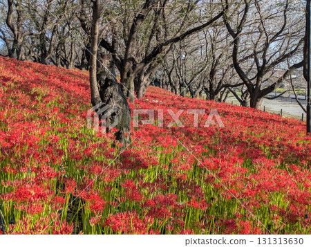 red spider lily 131313630