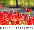 red spider lily 131313675