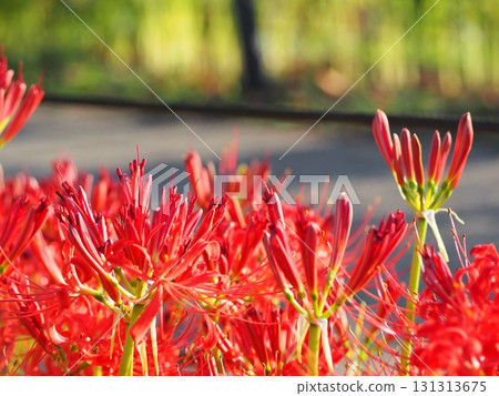 red spider lily red spider lily 131313675