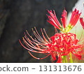 red spider lily 131313676