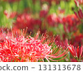 red spider lily 131313678