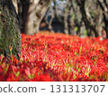 red spider lily 131313707