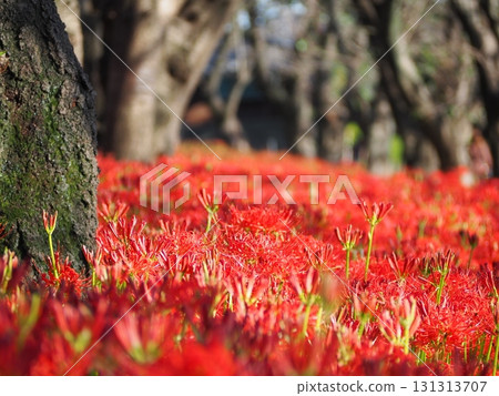 紅蜘蛛百合 紅蜘蛛百合 131313707