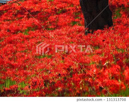 紅蜘蛛百合 131313708