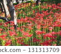 red spider lily 131313709