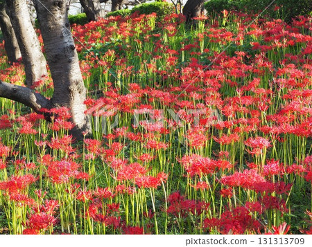 紅蜘蛛百合 131313709