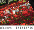 red spider lily 131313710