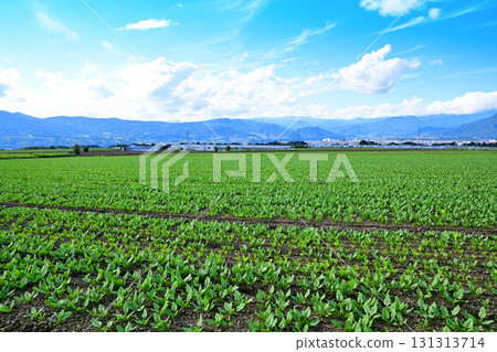 Joetsu mountain range, view from the vegetable fields of Akagi Plateau, Showa Village 131313714