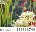 White cluster amaryllis 131313749