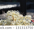 White cluster amaryllis 131313750