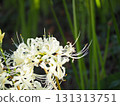 White cluster amaryllis 131313751