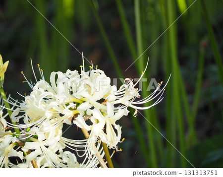 白色簇狀孤挺花 131313751
