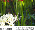 White cluster amaryllis 131313752