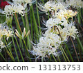 White cluster amaryllis 131313753