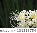 White cluster amaryllis 131313754