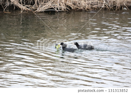 Coot eating leaves Coot eating leaves 131313852
