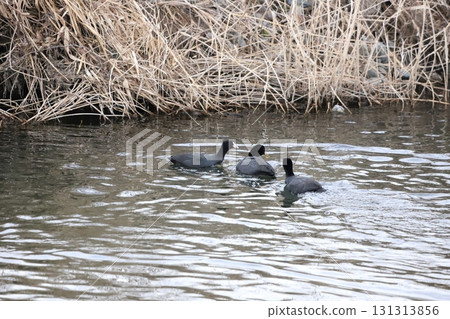 Coot eating leaves 131313856