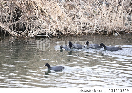 Coot eating leaves 131313859