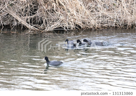 Coot eating leaves 131313860