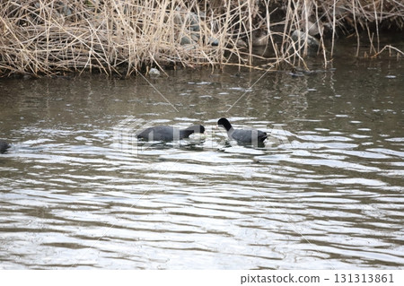 Coot eating leaves 131313861