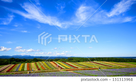 Open skies and beautiful flower fields at Yakurai Garden on a sunny day in Miyagi Prefecture Open skies and beautiful flower fields at Yakurai Garden on a sunny day in Miyagi Prefecture 131313968