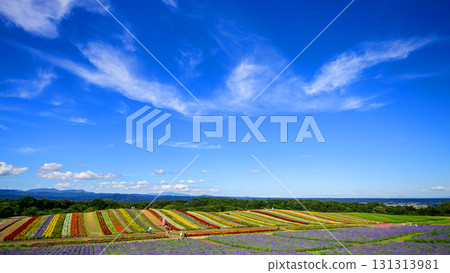 宮城縣陽光明媚的日子,藥井花園的天空開闊,花田美麗 宮城縣陽光明媚的日子,藥井花園的天空開闊,花田美麗 131313981