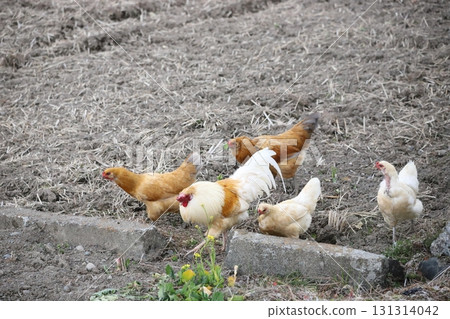 一群雞在田野裡漫步 一群雞在田野裡漫步 131314042