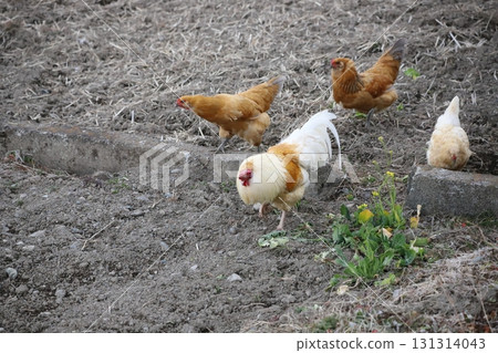 一群雞在田野裡漫步 131314043