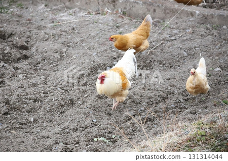 一群雞在田野裡漫步 一群雞在田野裡漫步 131314044