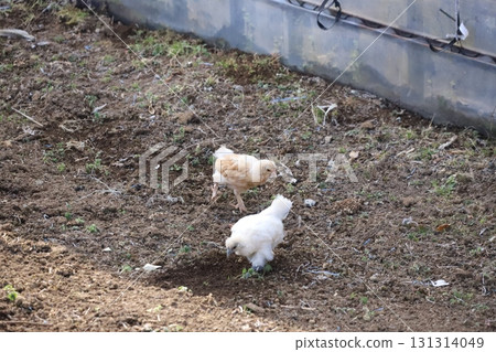 A Silkie chicken digging a hole with chicks walking behind it 131314049
