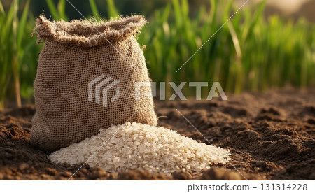 Rice pile seed on sack bag in garden crop after harvesting 131314228