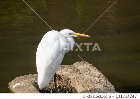 Great egret looking for food in the river 131314248